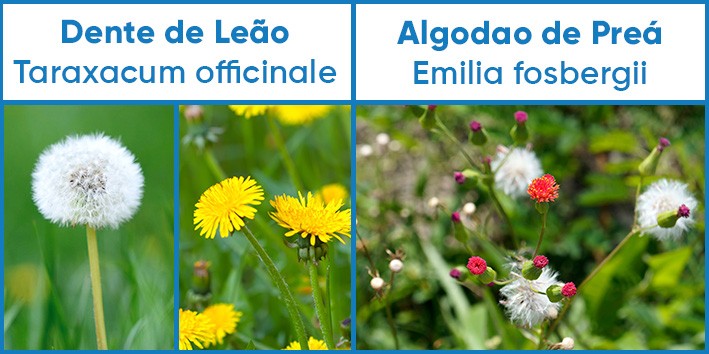 Dente de leao flor nome cientifico